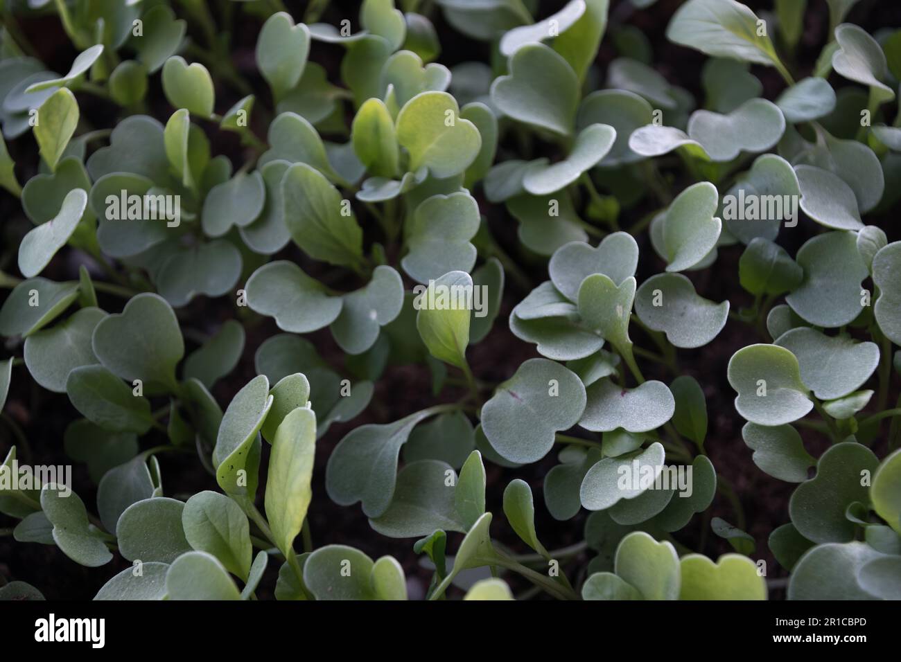 Piccole foglie verdi bella texture sfondo modellato. Foto Stock