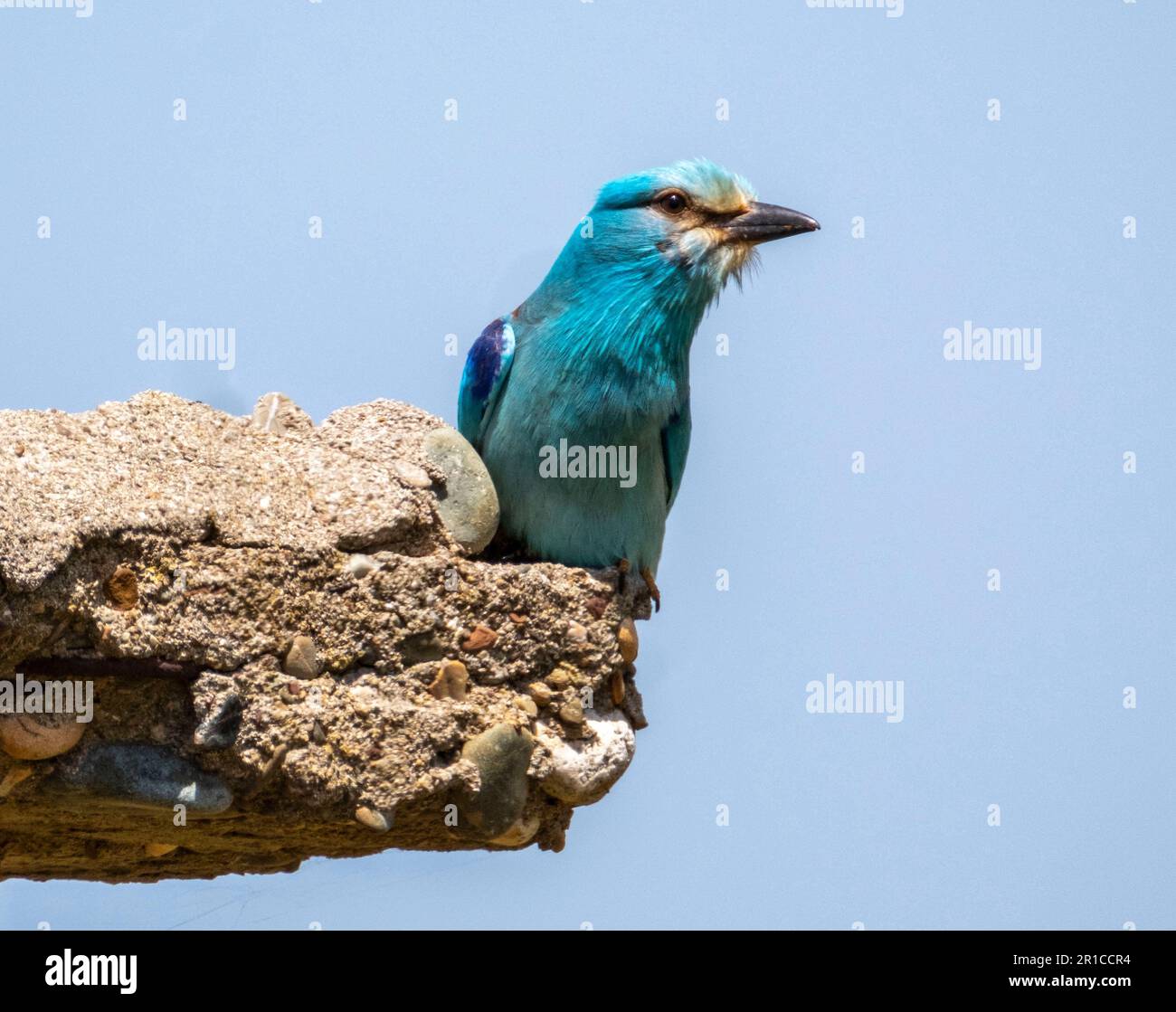 European Roller, (Coracias garrulus) arroccato su un vecchio edificio, la regione di Paphos, Cipro. Foto Stock