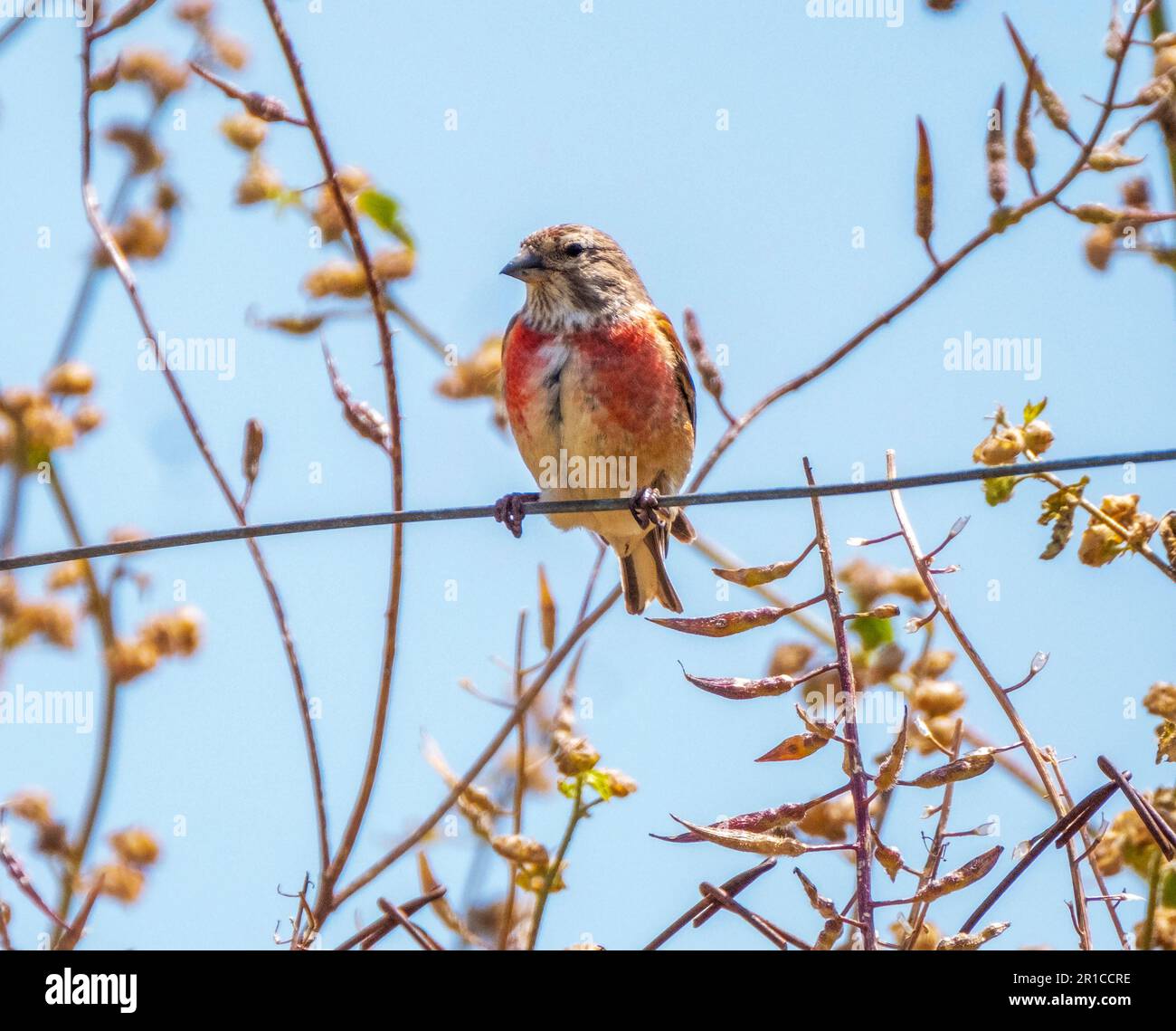 Linnet comune (Linaria cannabina) arroccato su una recinzione metallica, Cipro Foto Stock