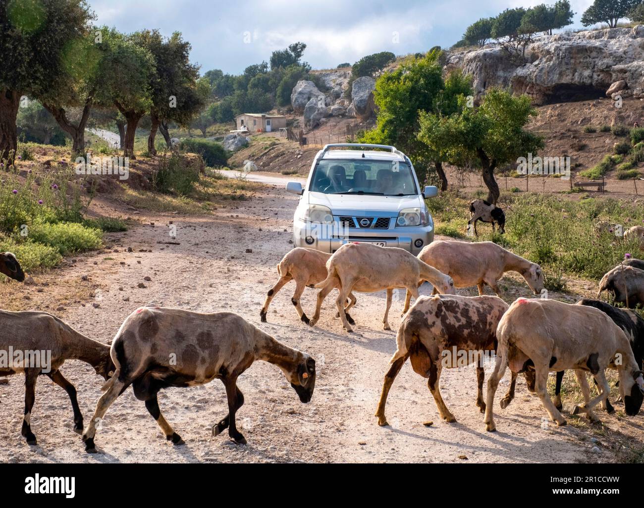 Una mandria di pecore che attraversa la strada sterrata vicino a Neo Chorio, zona di Akamas, Cipro Foto Stock