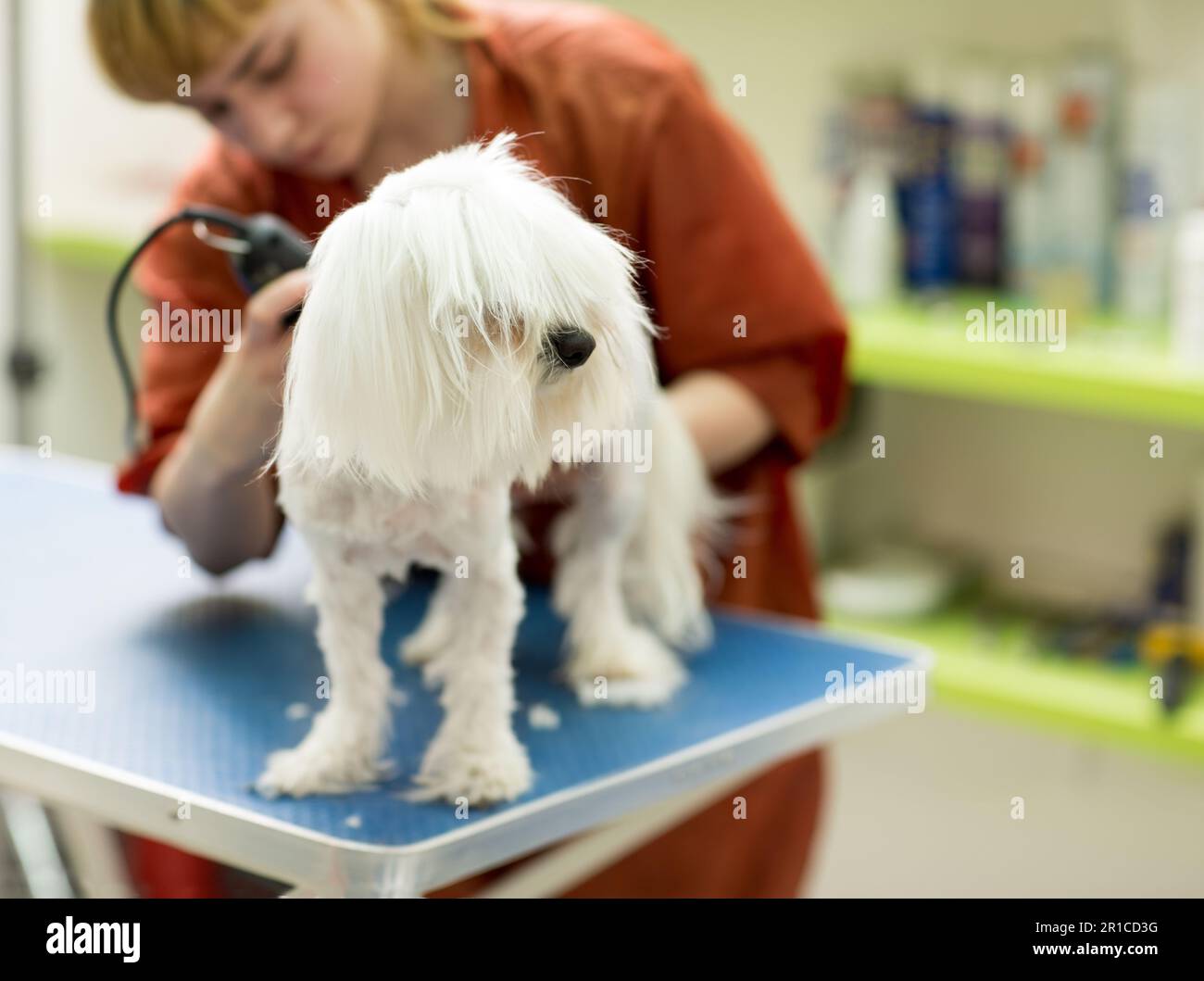 Il cane viene tagliato al PET Spa Grooming Salon. Primo piano di cane. il cane ha un taglio di capelli. groomer in background. Groomer concept.trimming il cane maltese vicino Foto Stock