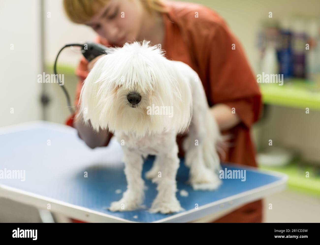 Il cane viene tagliato al PET Spa Grooming Salon. Primo piano di cane. il cane ha un taglio di capelli. groomer in background. Groomer concept.trimming il maltese Foto Stock