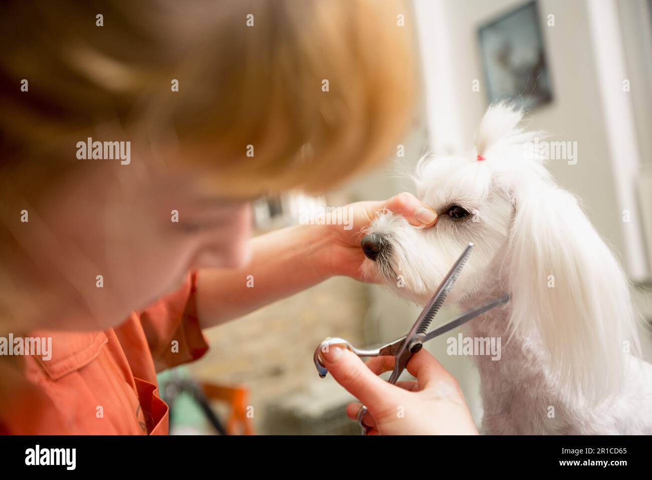 Groomer usare le forbici per tagliare cane hair.Dog ottiene i capelli tagliati a PET Spa Grooming Salon. Primo piano di cane. il cane ha un taglio di capelli. Groomer in background. groome Foto Stock
