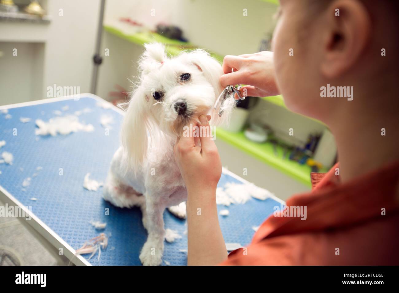 Groomer con forbici per capelli. Il cane viene tagliato al PET Spa Grooming Salon. Primo piano di cane. il cane ha un taglio di capelli. Groomer in background. Foto Stock