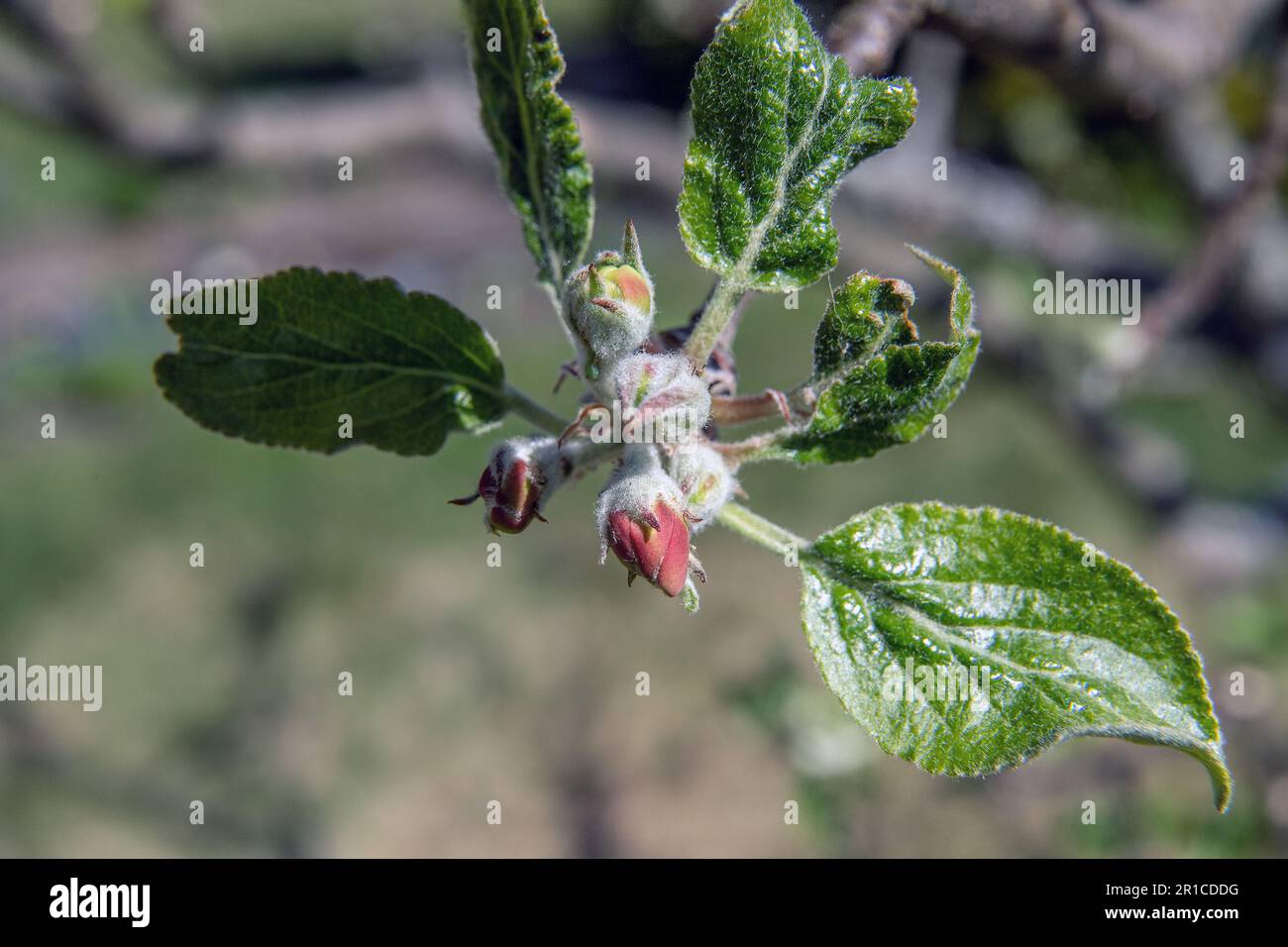 boccioli di mela rossi - boccioli fioriti su un albero di mela Foto Stock