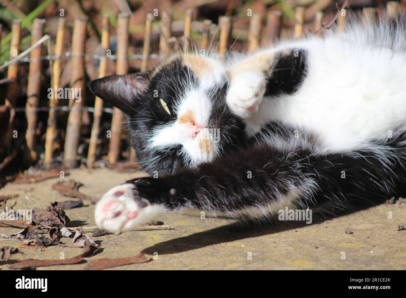 Gatto domestico a pelo corto sdraiato in giardino Foto Stock