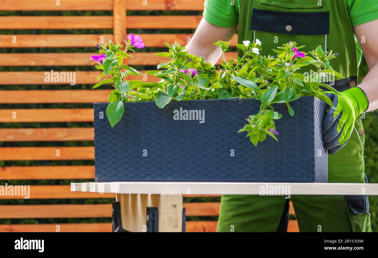 Giardiniere che repiantano i fiori a più grande plastica fatto piantatrice. Tema manutenzione Giardino. Foto Stock