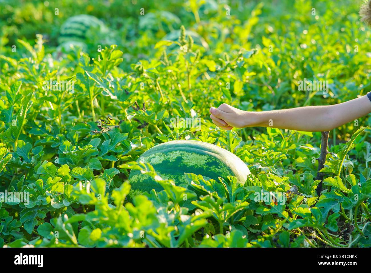 Happy Kid che bussano all'anguria selezionata con cura delizie estive nel giardino biologico Foto Stock