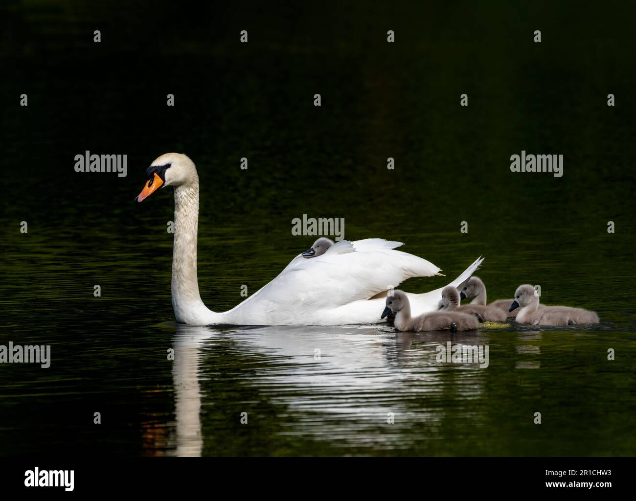 Un cigno muto adulto, (Cygnus olor), con cignets, nuotando graziosamente su un lago Foto Stock