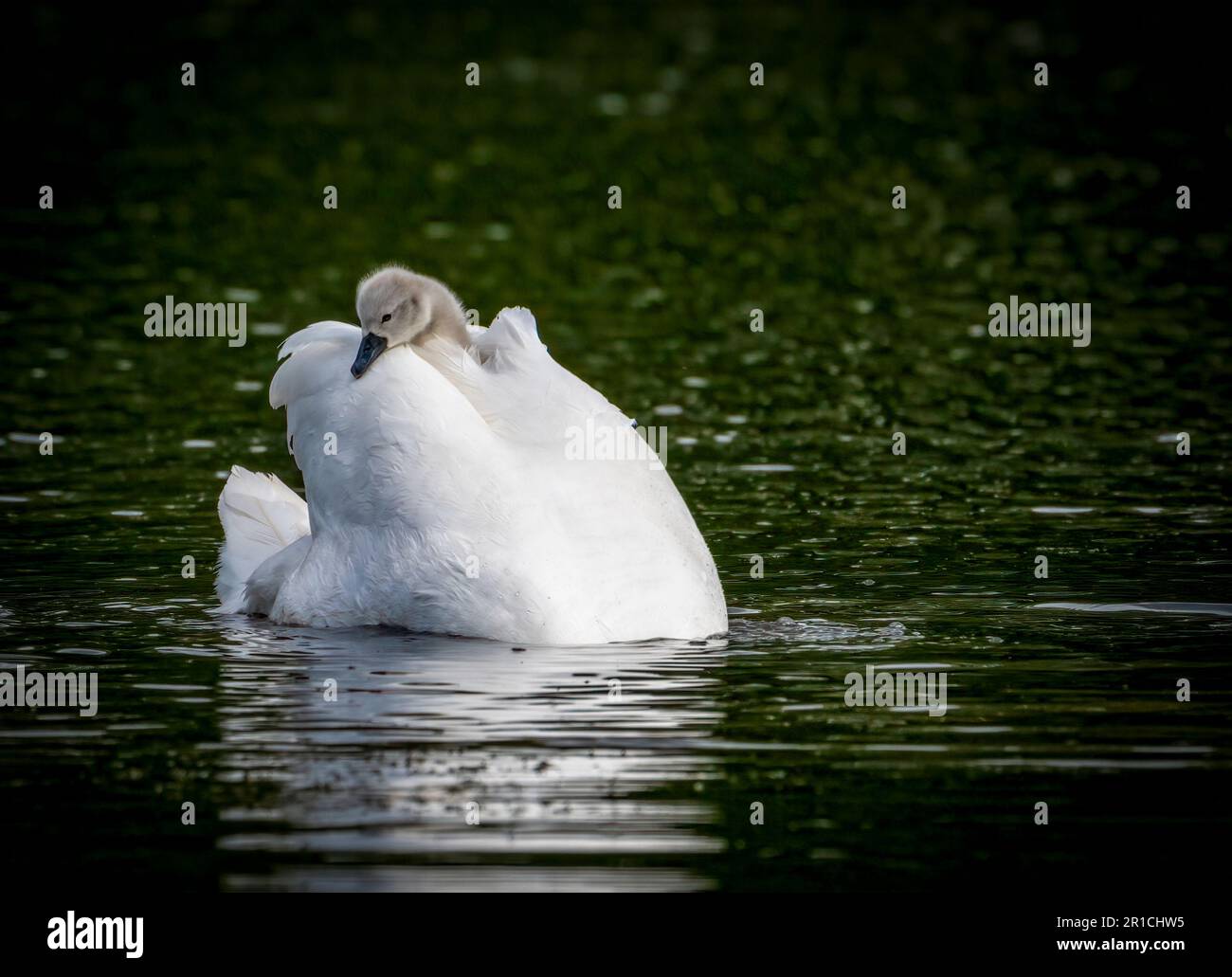 Un cigno muto adulto, (Cygnus olor), con la sua testa sotto l'acqua e un cygnet che è portato sulla sua schiena Foto Stock