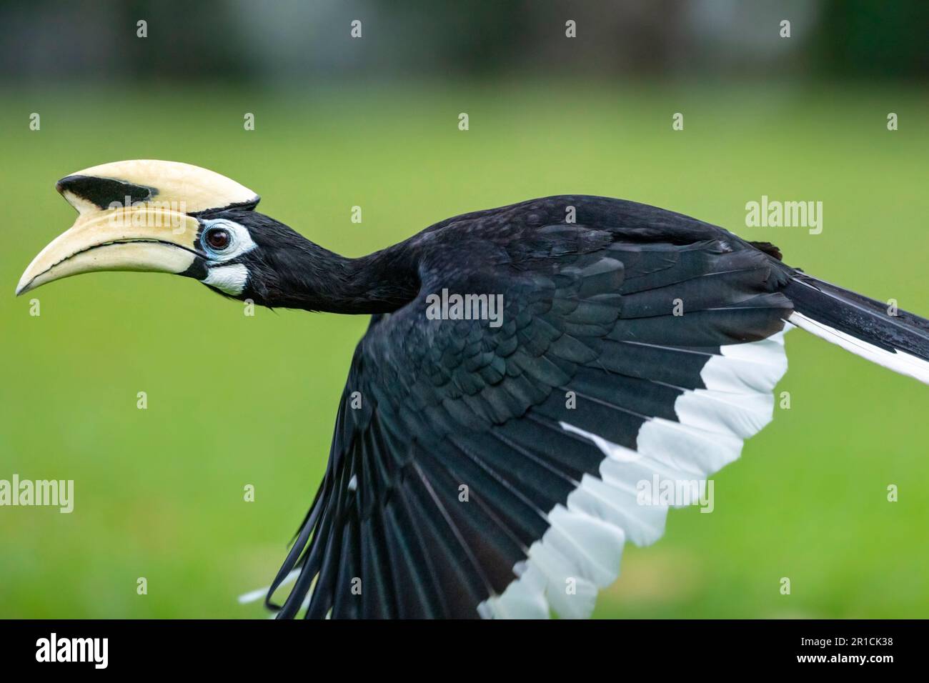 Un adulto maschio orientale cornbilla pied vola basso attraverso l'erba di un parco, Singapore. Foto Stock