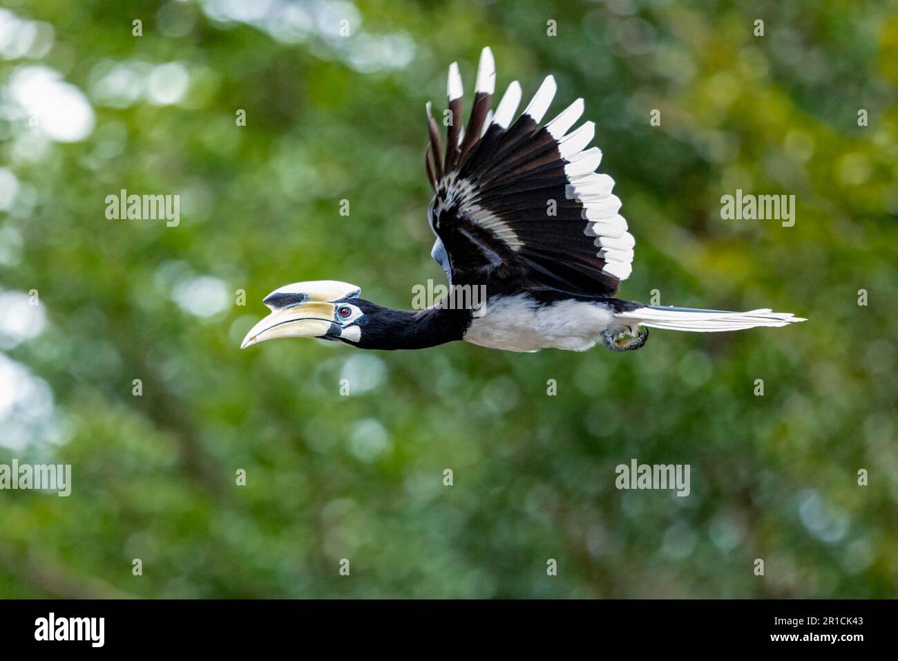 Un adulto maschio orientale orbilla pied vola da un parco verso una tenuta di alloggi a Singapore. Foto Stock