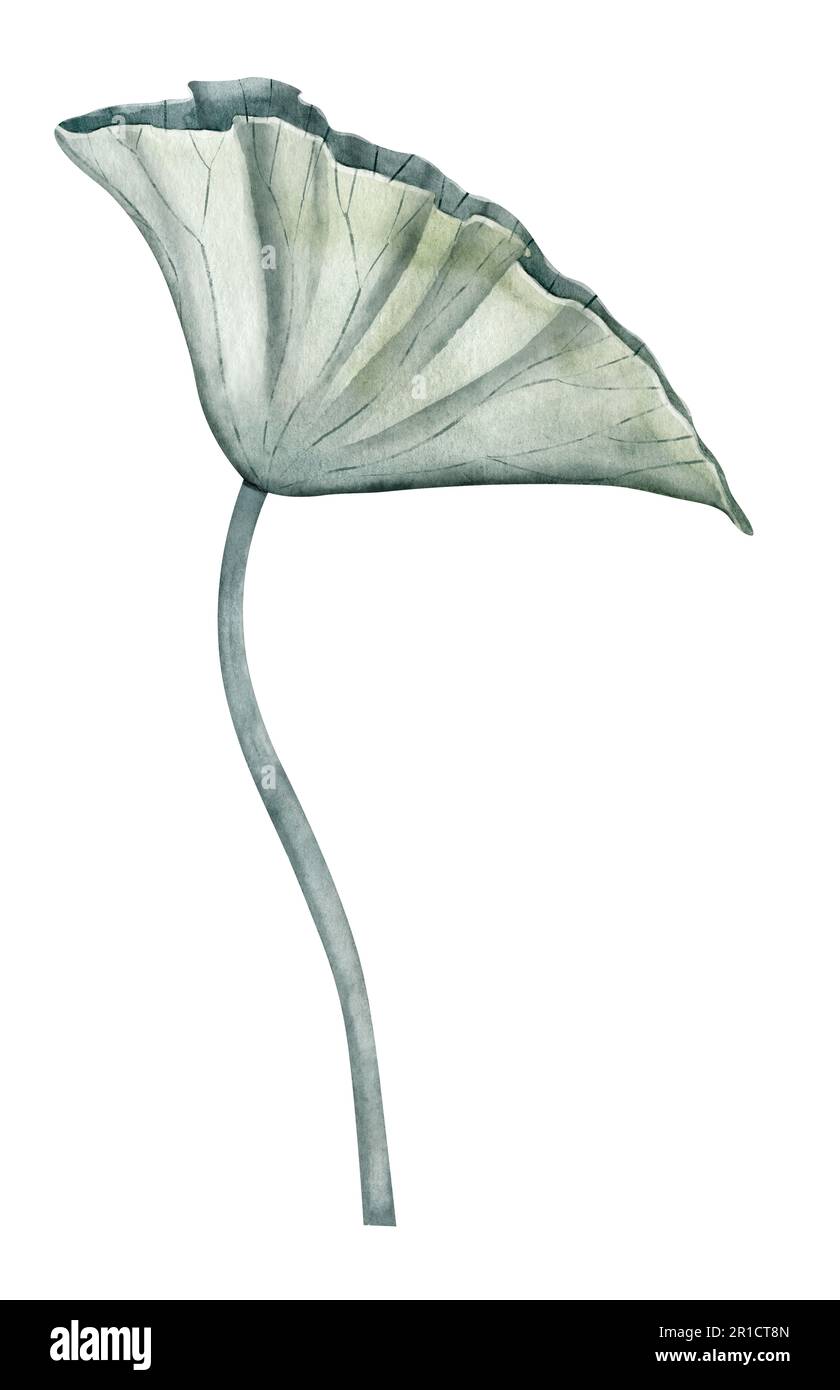 Foglia di loto. Acquerello disegnato a mano, illustrazione di piante asiatiche verdi su sfondo isolato per il salone termale o il design yoga. Icona o logo di erbe esotiche in stile Zen. Disegno di vegetazione esotica del giglio dell'acqua. Foto Stock