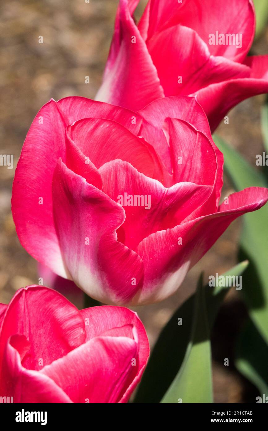 Deep, rosa-rosa bianco, base, Triumph, Tulipani 'Blenda' Foto Stock