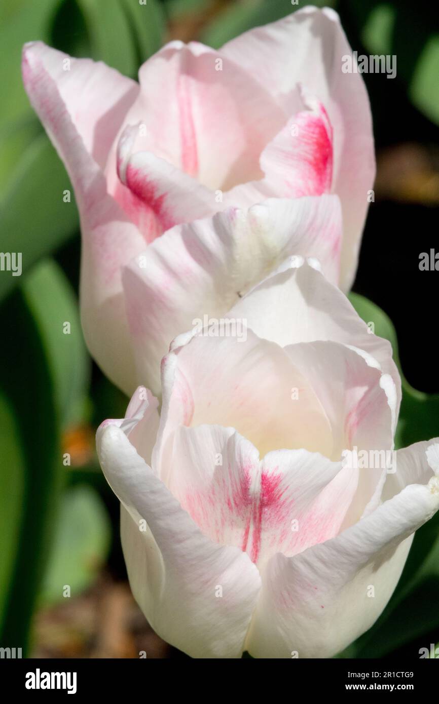 Tulipa 'Kyoko Takahasi', Tulipano 'Kyoko Takahasi' White Triumph Tulipani Foto Stock