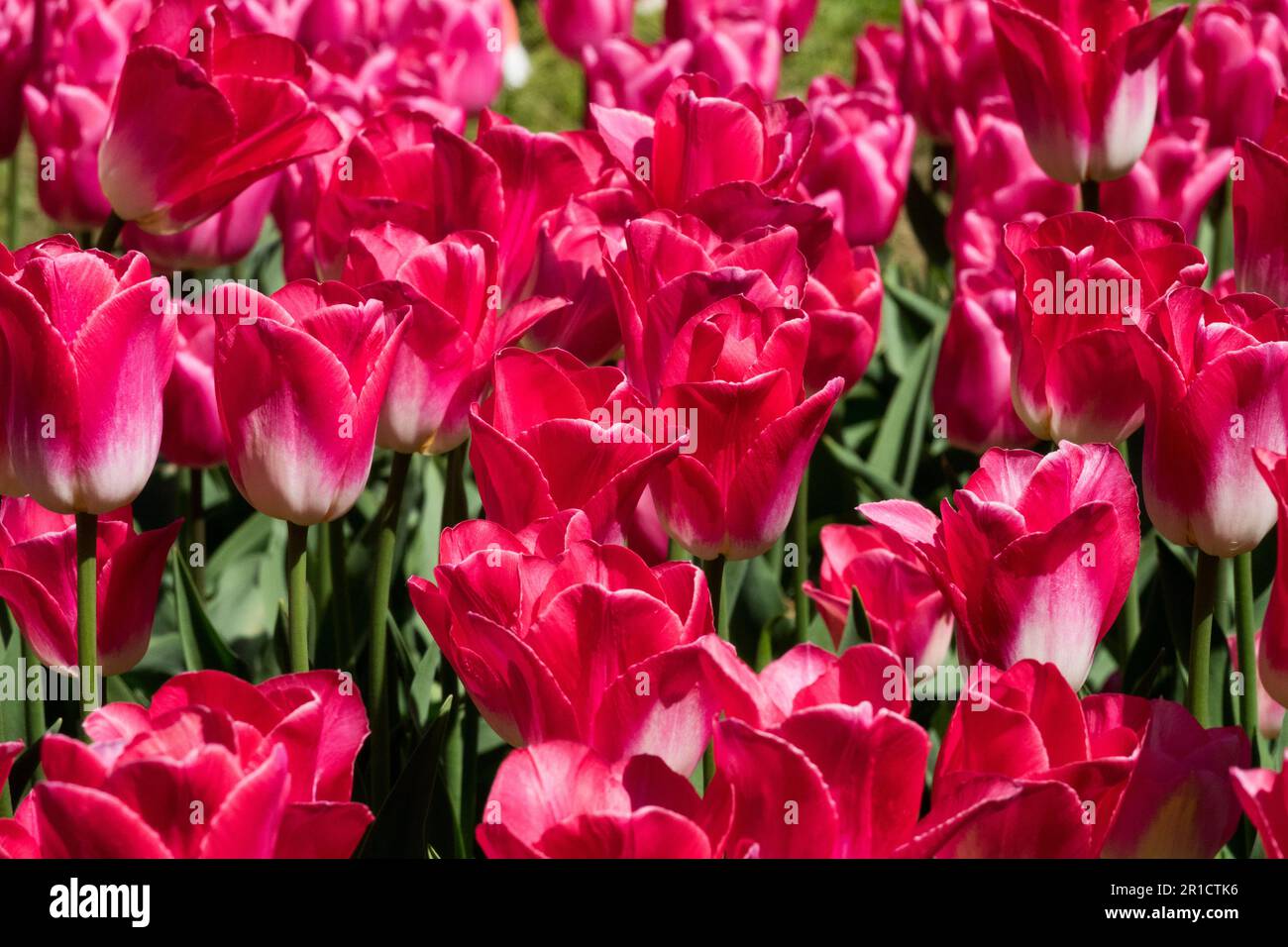 Triumph, tulipani, tulipani 'Dinastia', fioritura, Fiori, Luminoso, Rosso, petali, Gruppo Foto Stock
