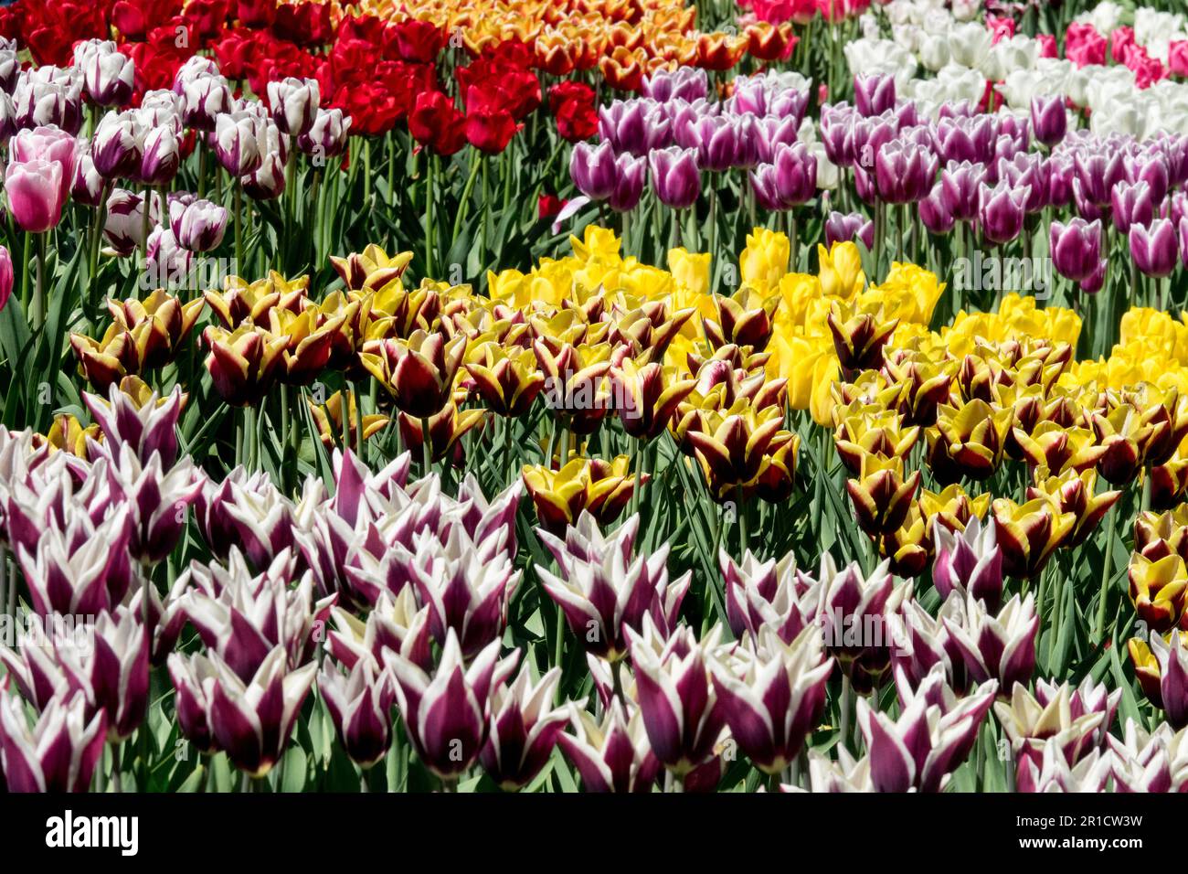 Colorate Tulips Garden White Yellow Purple Pink Red Mixed display cultivar Flower Bed Spring Flowers Triumph Tulips Flowering in Colorful Foto Stock