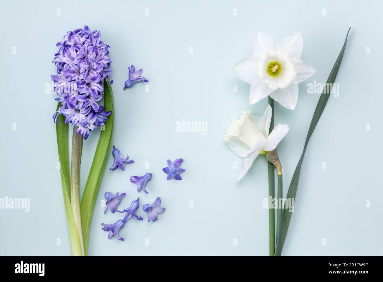 Giacinto e narcisi su sfondo azzurro Foto Stock