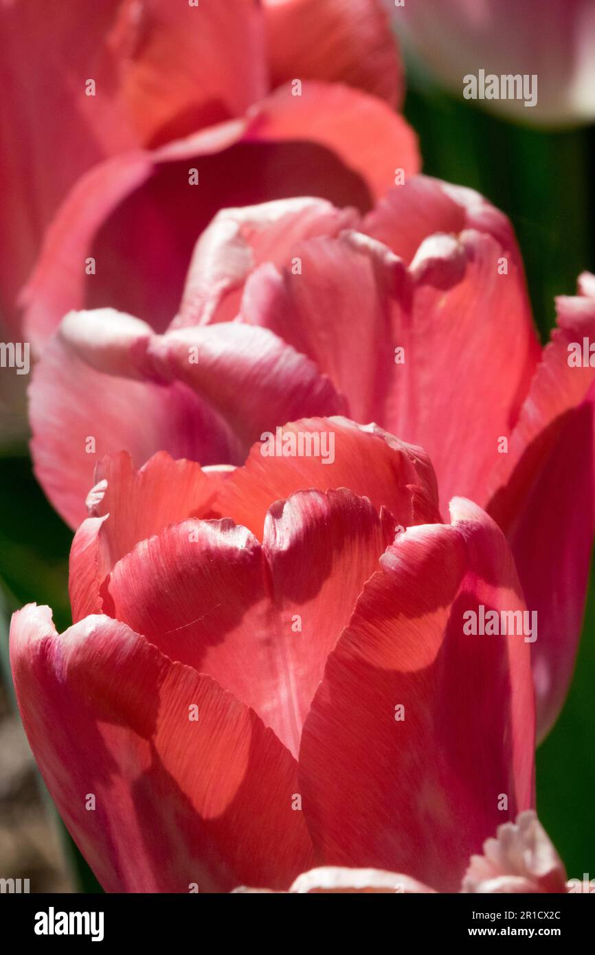 Chiaro, Rosso, Tulip, Darwin ibrido Foto Stock