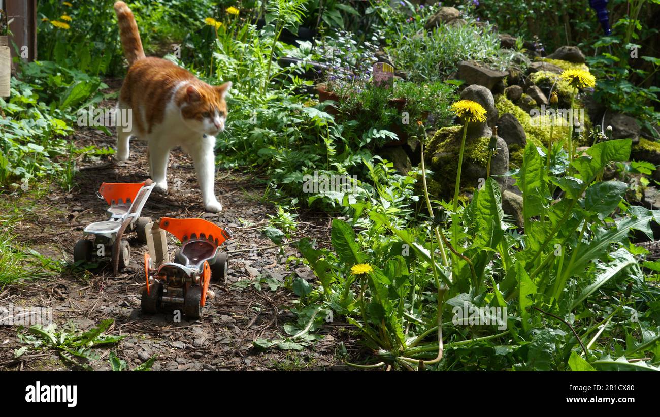 Un giardino naturale adatto alle api con un paio di pattini a rotelle lasciati alle spalle e un gatto rosso passeggiando vicino. Foto Stock