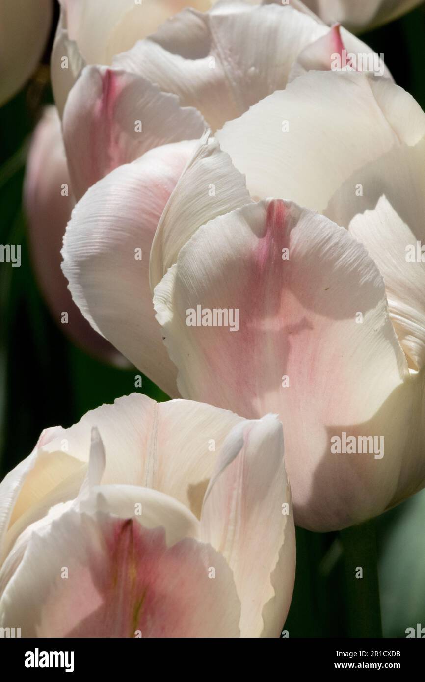 Bellezza, tulipani, petali, Tulipano 'Van Eijk Salmon' Tulipa, tinta rosa bianco, fiore Foto Stock
