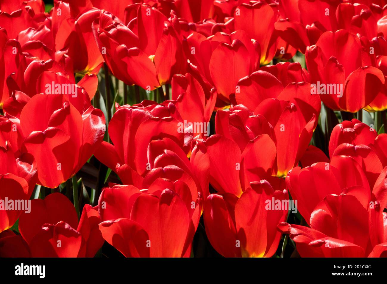 Giardino tulipani rossi 'Parade' Tulipano illuminato dal sole Foto Stock