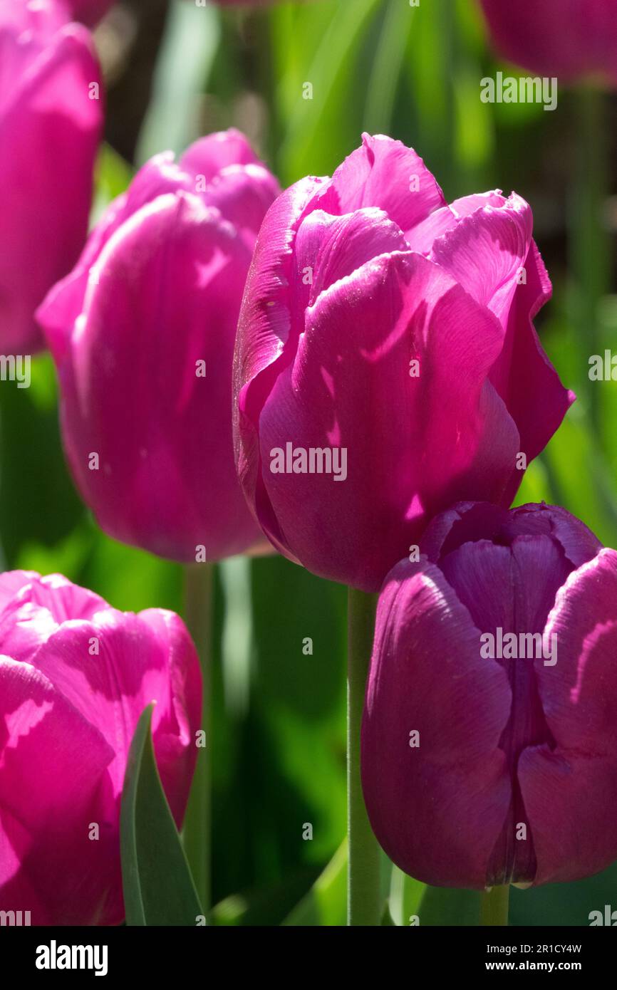 Tulip 'Principe Viola', Tulipa ritratto Foto Stock