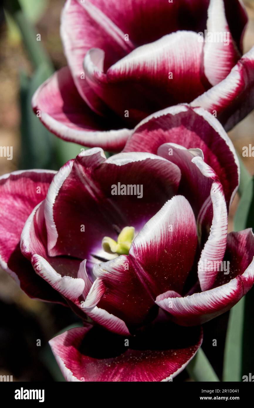 Tulip "Mistero arabo" Foto Stock