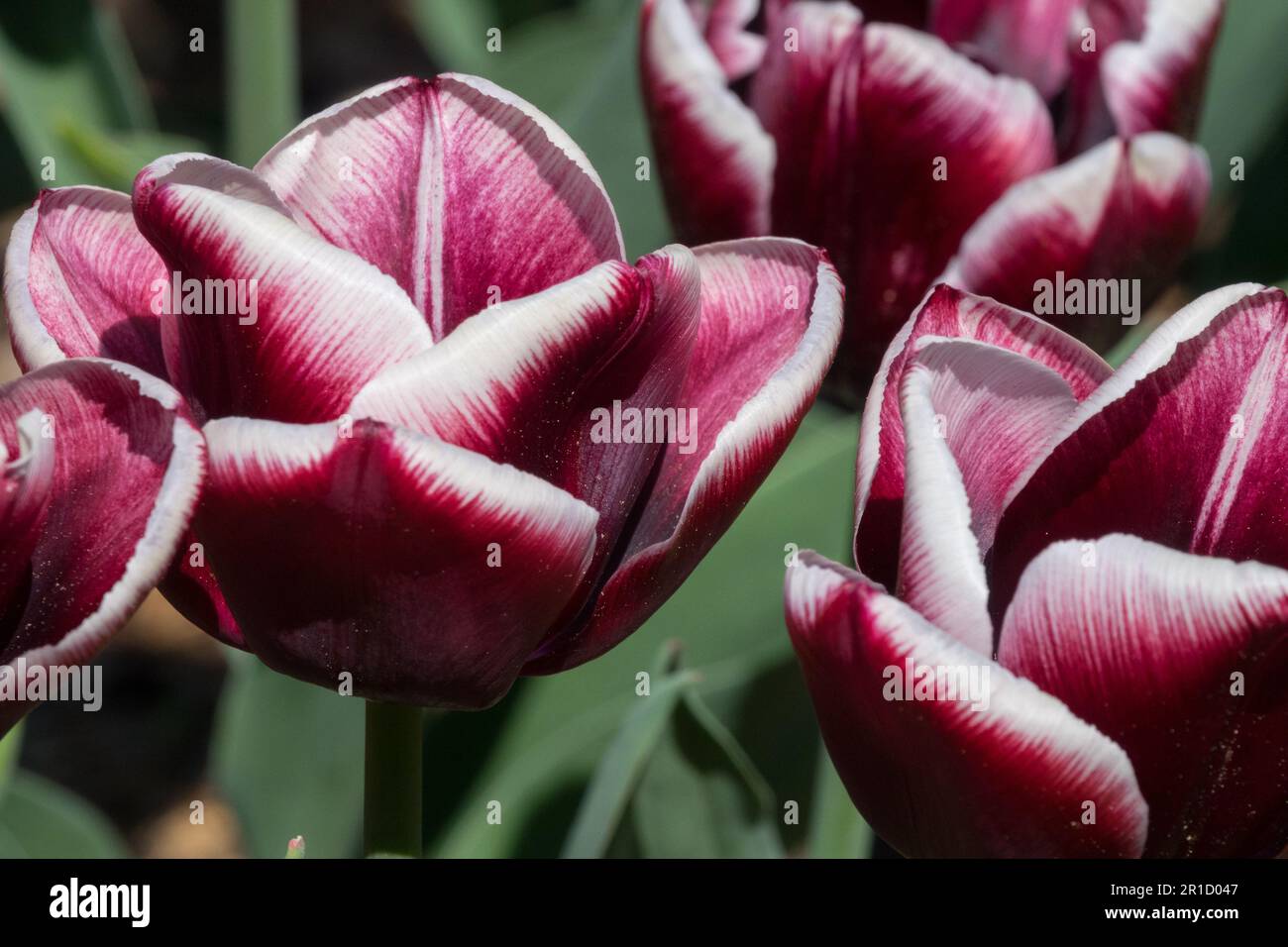 Tulipa "Arabian mistero' Foto Stock
