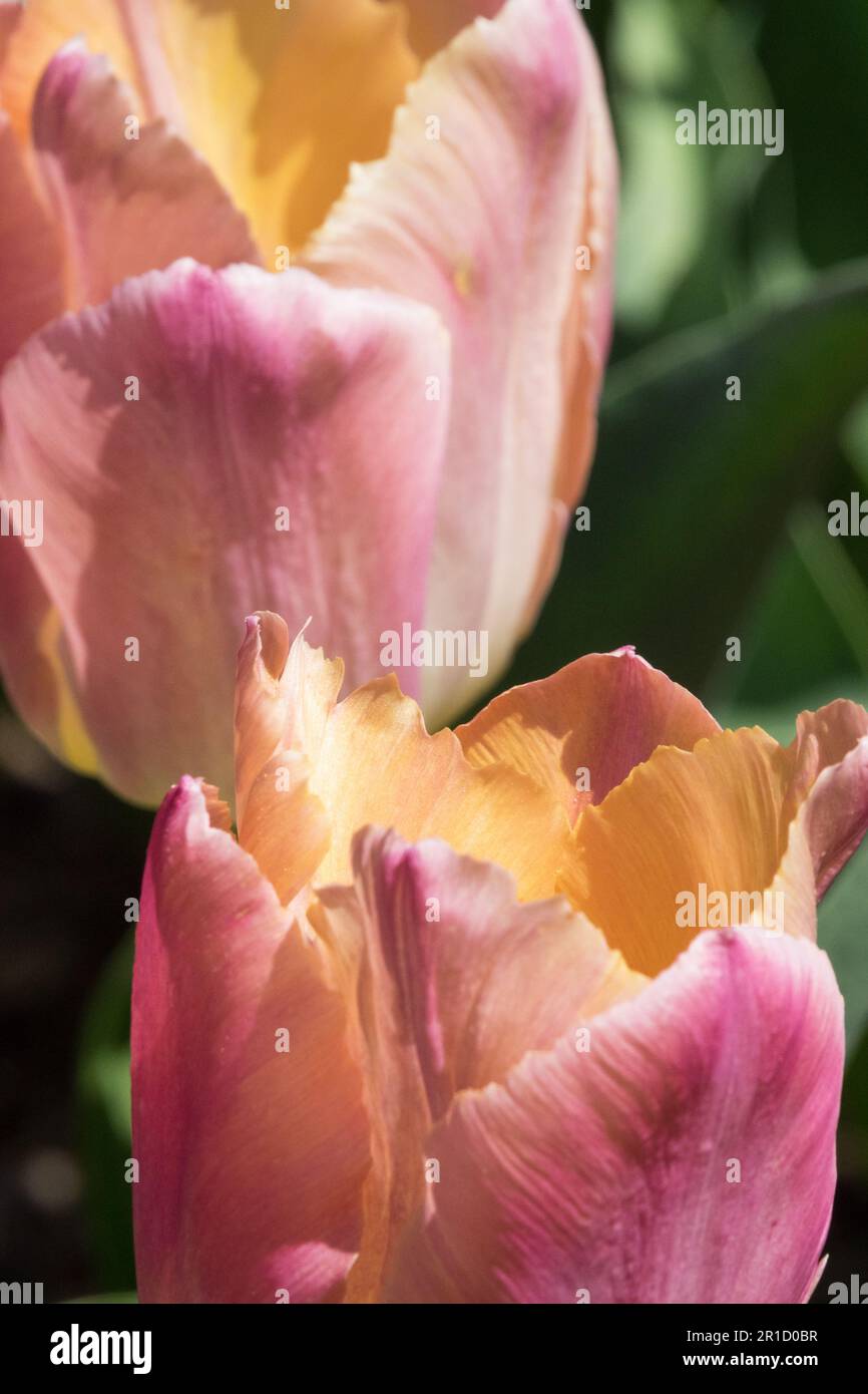 Triumph Tulip, Tulipa 'Apricona' Tulip Foto Stock
