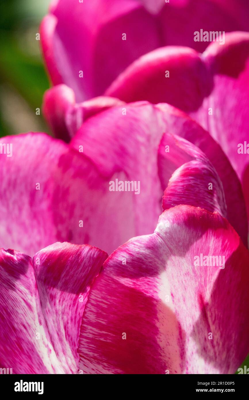 Viola, Rosa, petali, Tulipani, Fiore, Tulip 'Hotpants' Foto Stock