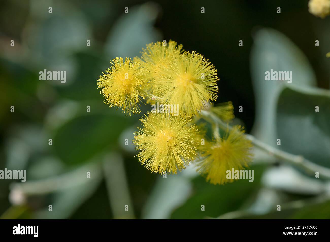 Podalyriifolia di acacia, fiori gialli, fragranza leggera in un bouquet rotondo Foto Stock