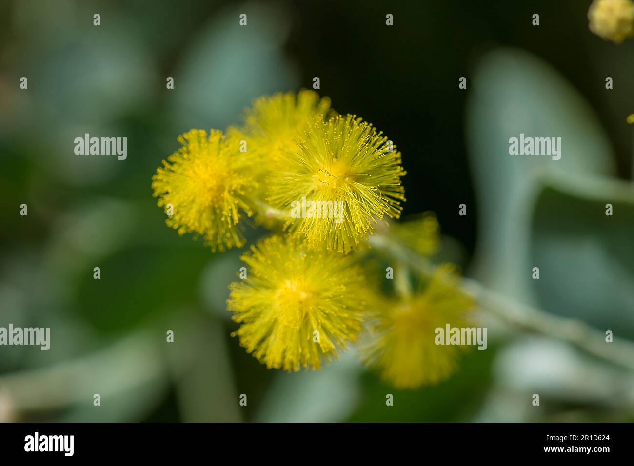 Podalyriifolia di acacia, fiori gialli, fragranza leggera in un bouquet rotondo Foto Stock