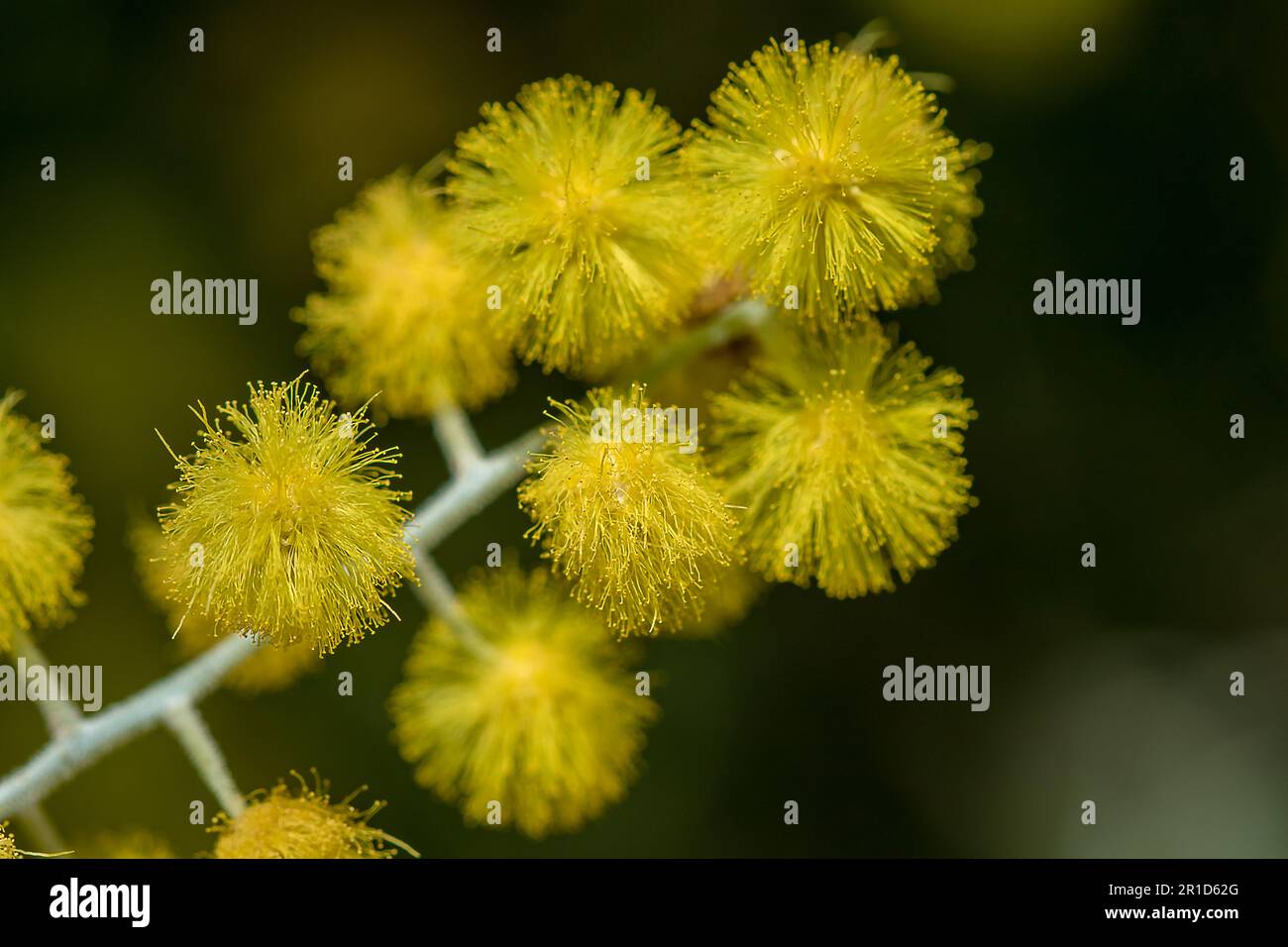 Podalyriifolia di acacia, fiori gialli, fragranza leggera in un bouquet rotondo Foto Stock