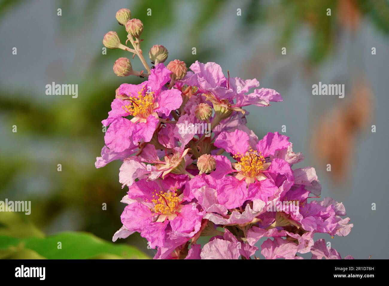 Un primo piano di Lagerstroemia speciosa, gigantesco mirto di crepe. Foto Stock