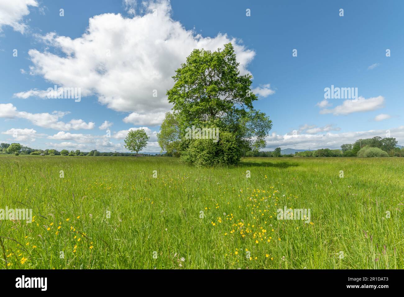 Prato verde e soleggiato in una giornata primaverile. Bas-Rhin, Collectivite europeenne d'Alsace, Grand Est, Francia. Foto Stock