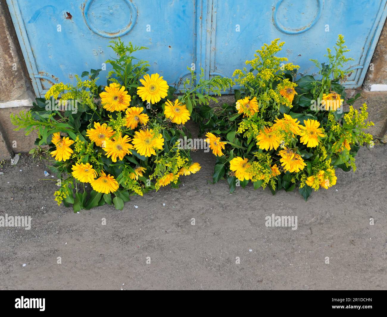 Fiori gialli alla base dei cancelli blu Foto Stock