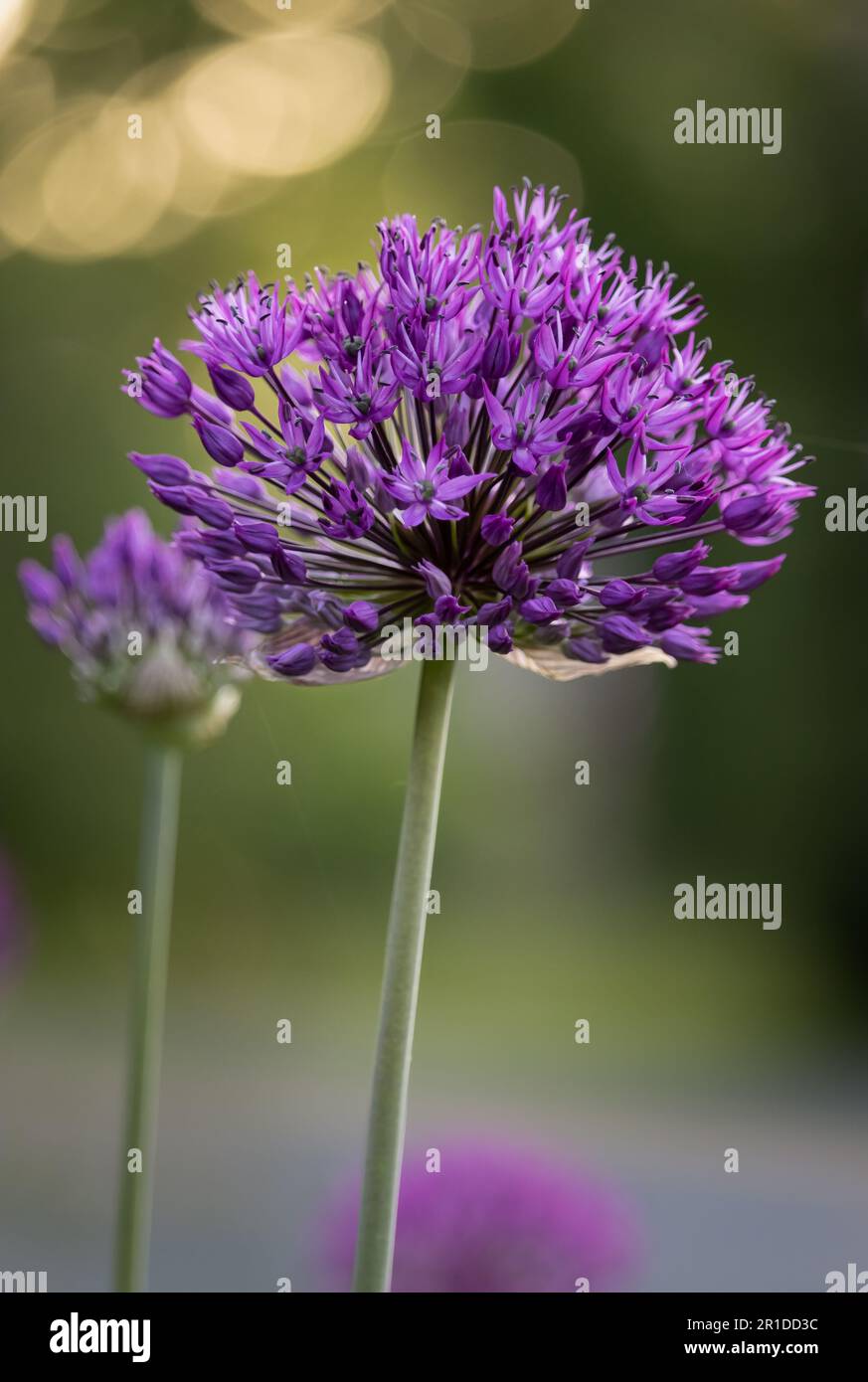 Purple Allium, Allium hollandicum, teste di fiori a forma di palla su un lussureggiante sfondo verde bokeh in primavera o estate, Lancaster, Pennsylvania Foto Stock