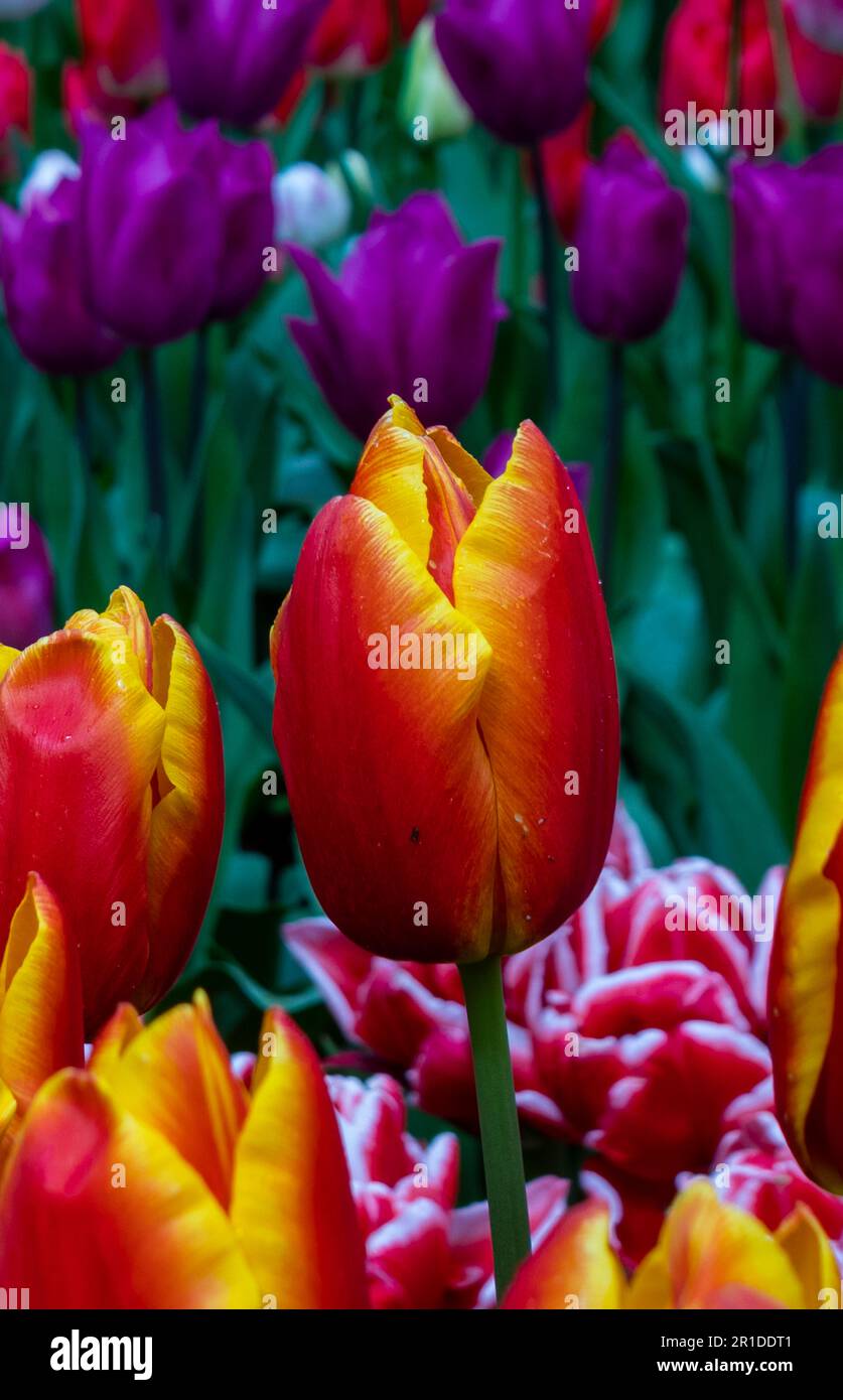 Paesi Bassi, Amsterdam. Aprile 2023. Parco dei fiori di Keukenhof. tulipan gesneriana L, di colore arancione e giallo. Foto Stock