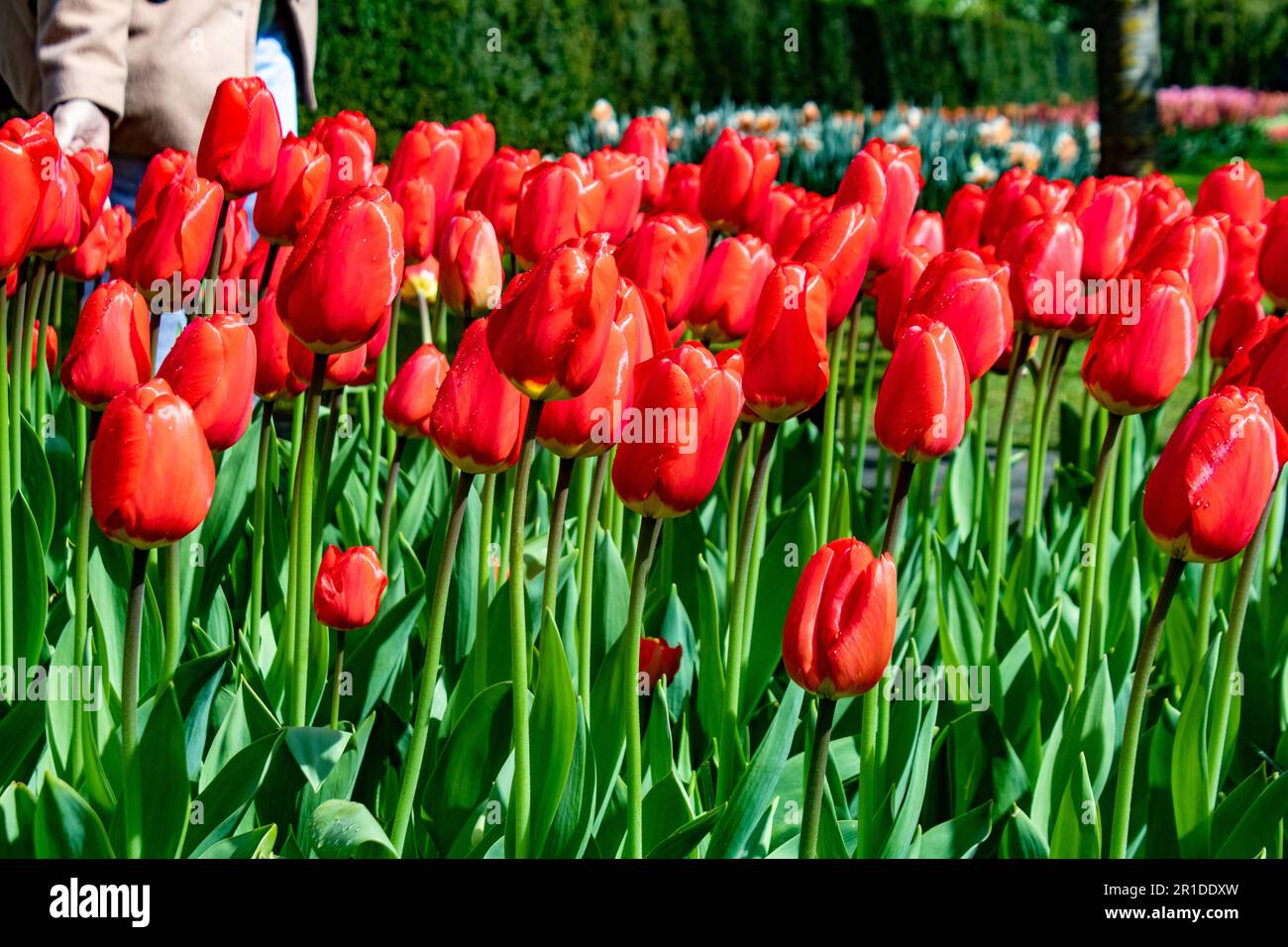 Paesi Bassi, Amsterdam. Aprile 2023. Parco dei fiori di Keukenhof. campo di tulipani rossi. Tulipa aximensis jord, famiglia Liliaceae. Foto Stock