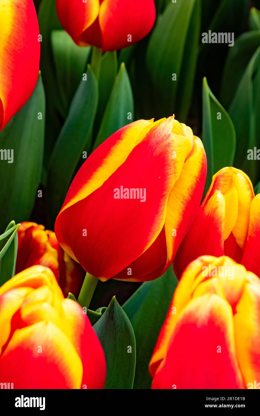 Paesi Bassi, Amsterdam. Aprile 2023. Parco dei fiori di Keukenhof. Tulipa Gesneriana, fiore rosso e giallo Foto Stock