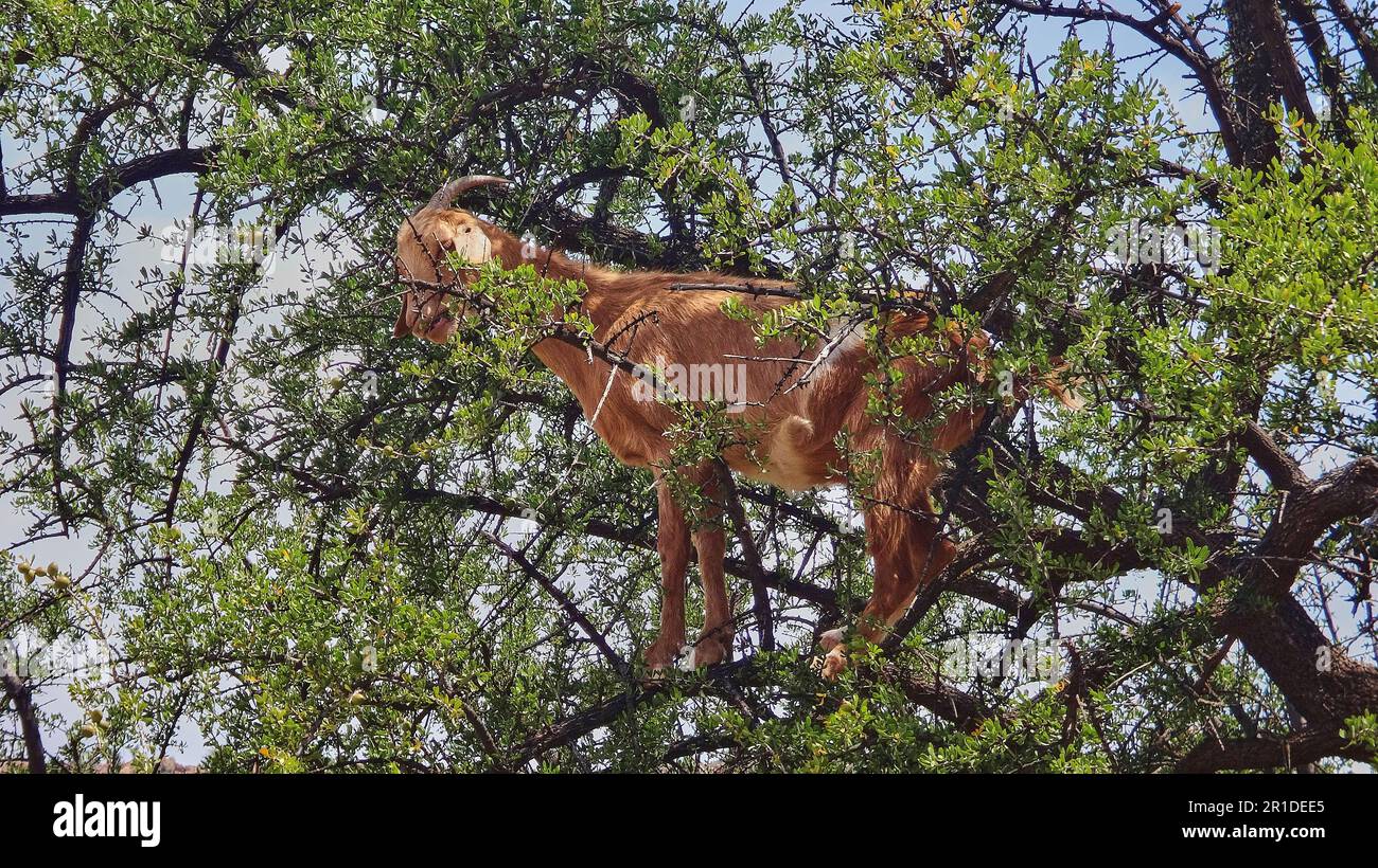 Capre in piedi e arrampicarsi in un albero di olio di argan e nutrirsi dalle foglie nella regione arida e asciutta del Marocco, gli alberi frutta è usato per produrre Foto Stock