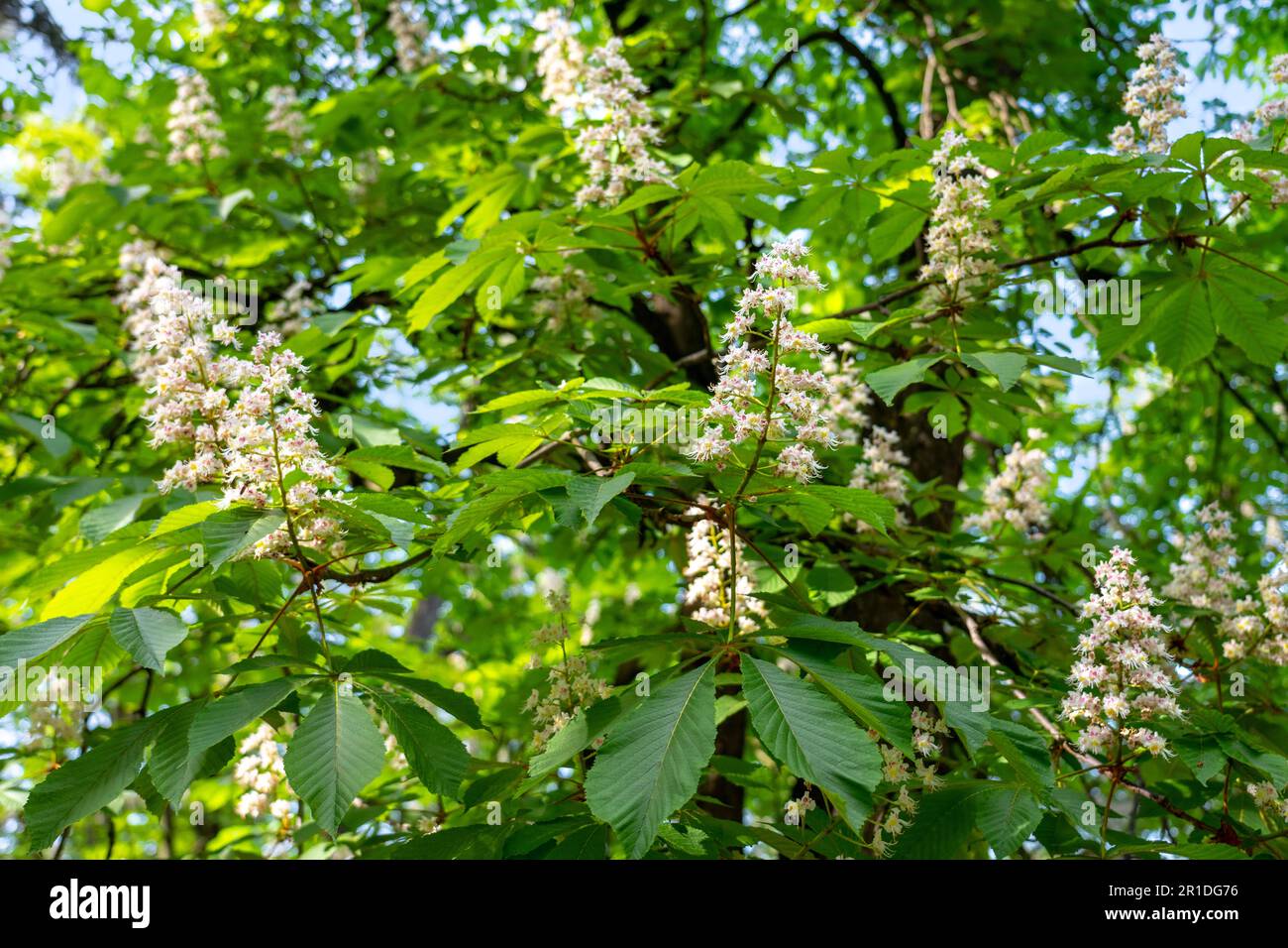 Bella fioritura castagni in un parco nido al lago Balaton Ungheria . Foto Stock