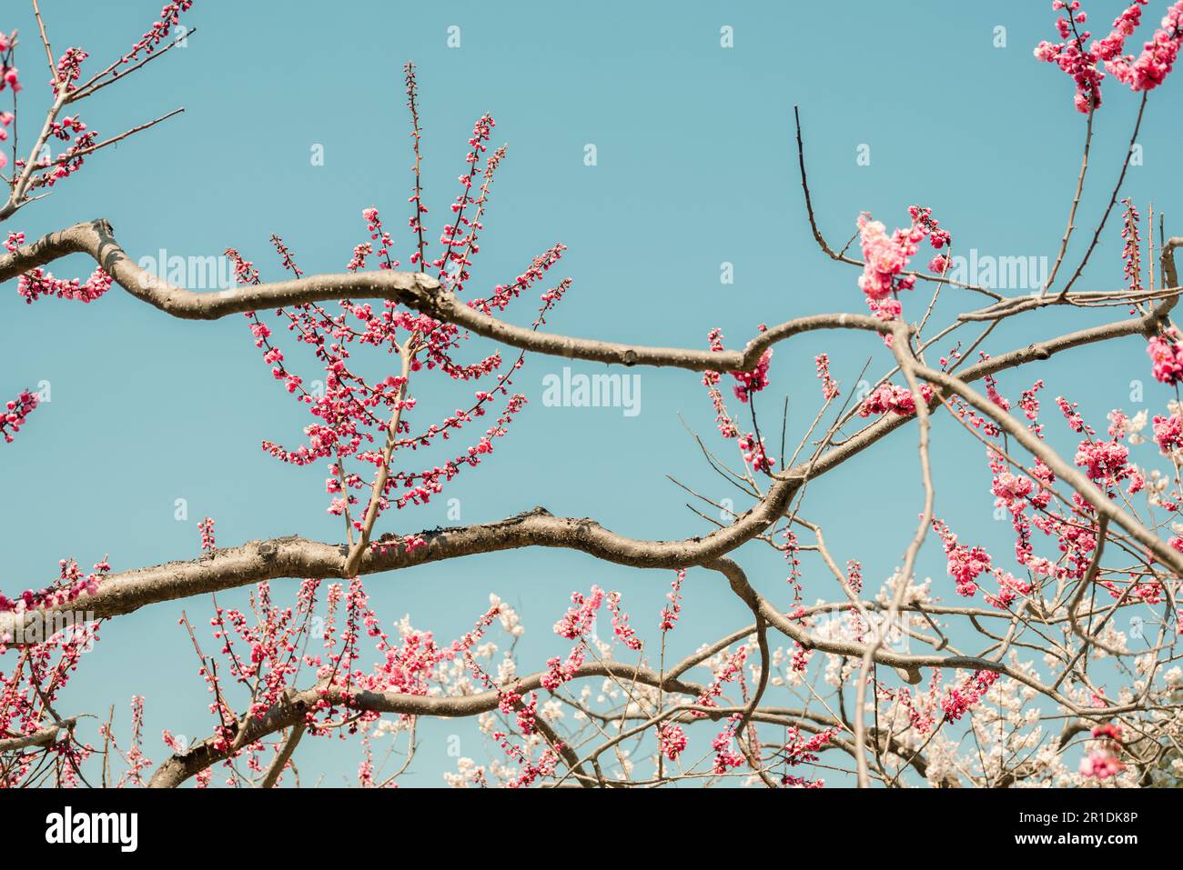 Fiore rosa con cielo blu. Parco Maruyama a Sapporo, Hokkaido, Giappone Foto Stock