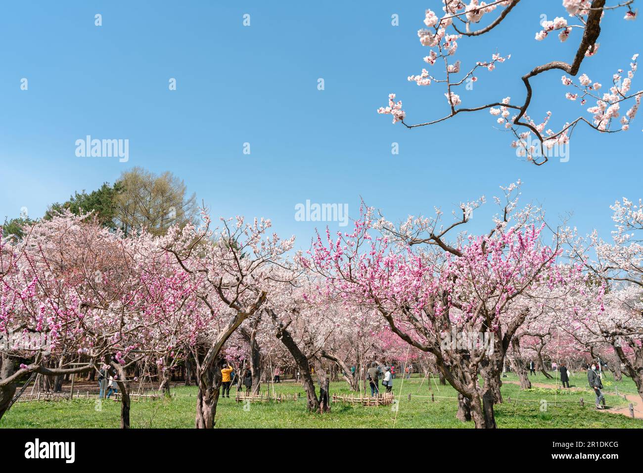 Maruyama Park Cherry Blossom Festival in primavera a Sapporo, Hokkaido, Giappone Foto Stock