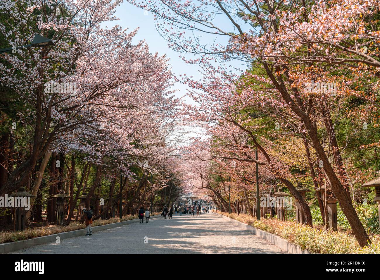 Hokkaido Santuario fiore ciliegio strada a Maruyama parco a Sapporo, Hokkaido, Giappone Foto Stock