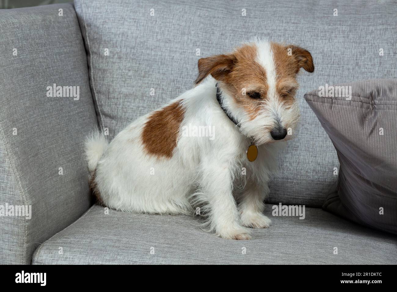 Adorabile cane da compagnia Kromfohrlander PET con macchie marroni Foto Stock