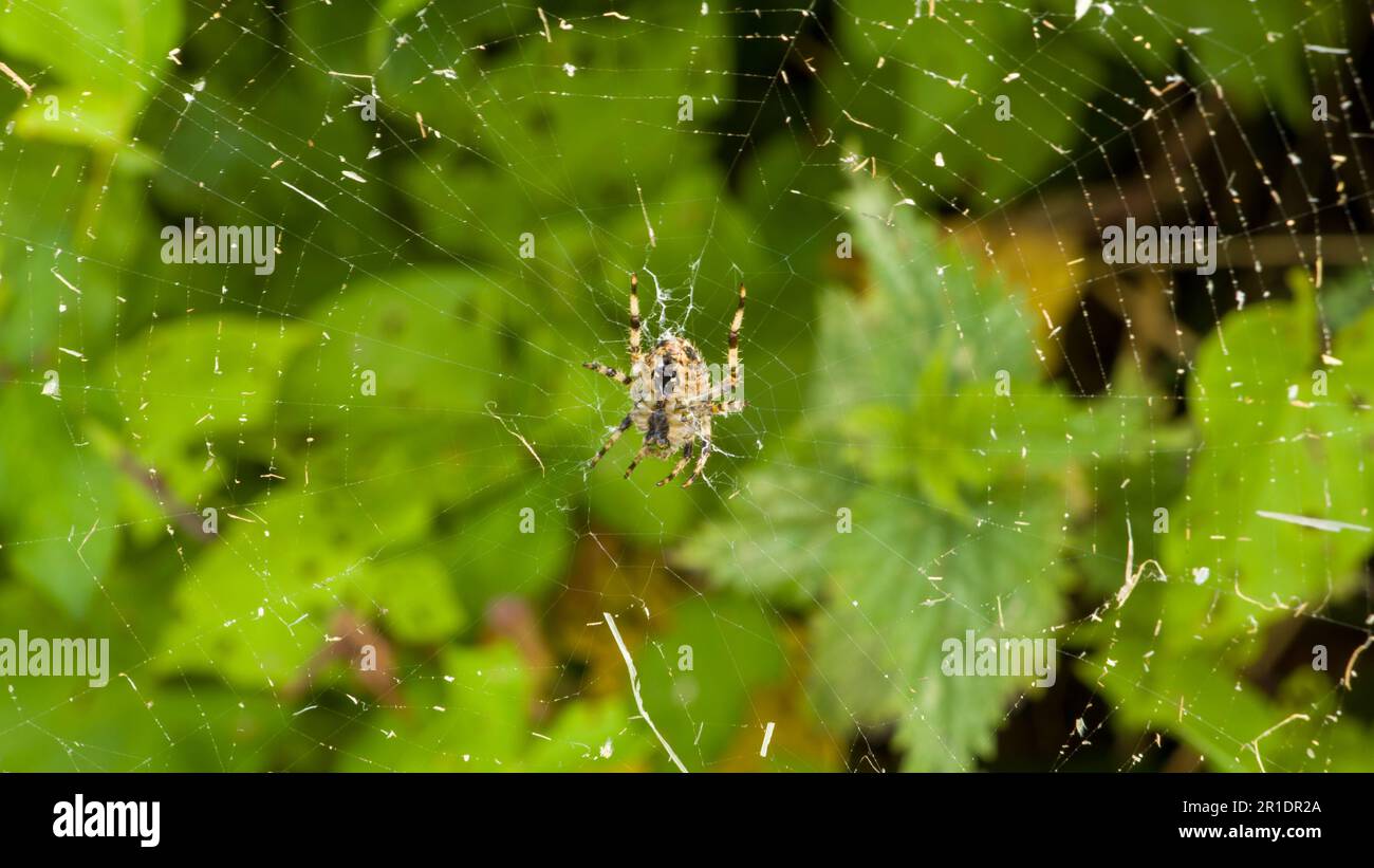 Un ragno a croce nel mezzo del suo ragnatela, foto macro, ragno su ragnatela. Il ragno specie Araneus diadematus chiamato il ragno giardino europeo, d Foto Stock