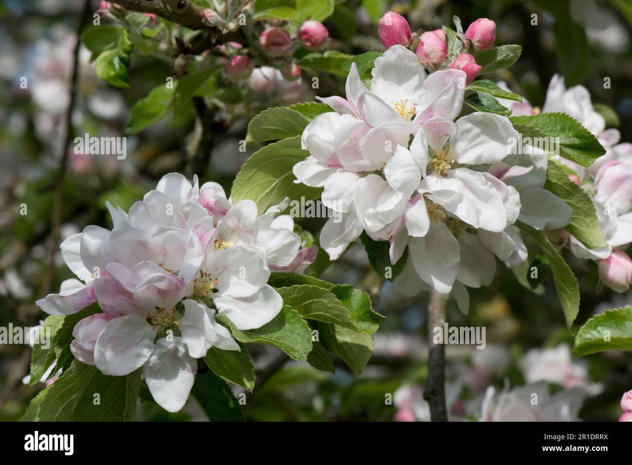 Fiori e gemme rosa sul pippin arancione di cox che mangia l'albero di mela (Malus domestica) con le foglie giovani in primavera, Berkshire, maggio Foto Stock