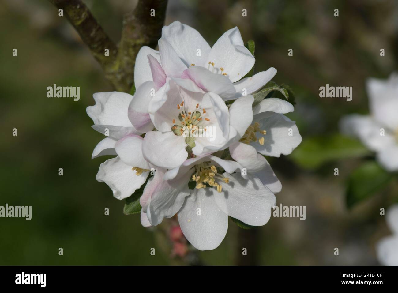 Fiore bianco su un albero di mela Discovery (Malus domestica) con giovani foglie in primavera, Berkshire, maggio Foto Stock